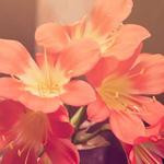 Elna Cormier Profile Picture